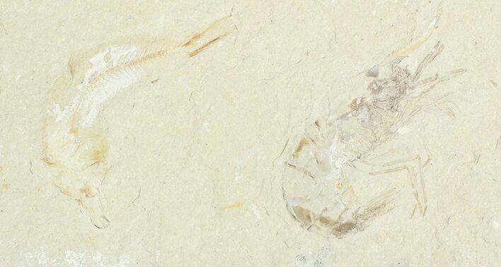 Cretaceous Fossil Shrimp & Fish - Lebanon #69999